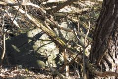 11-web-Grossglienicke-062a-220322