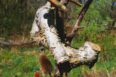 11-web-Horst-Kirschbluete-Dueppel