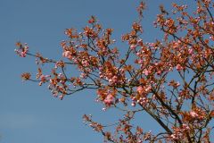 19-web-Annelie-Kirschbluete