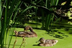 18-web-Lutz-Botanischer-Garten-Pankow