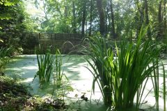 19-web-Lutz-Botanischer-Garten-Pankow