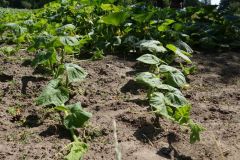 22-web-Lutz-Botanischer-Garten-Pankow