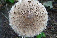 12-82-270922-web-Gleis-17-Grunewald