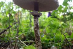 13-82-270922-web-Gleis-17-Grunewald