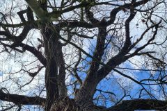04-103a-Baerwaldef-110423