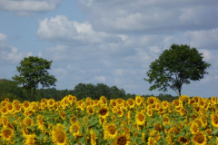 01-web-113-Annelie-sonnenblumen