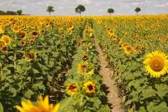 117-web-113-Lutz-sonnenblumen