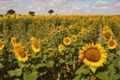 124-web-113-Lutz-sonnenblumen