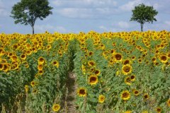 21-web-113-Annelie-sonnenblumen