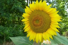 29-web-113-Annelie-sonnenblumen