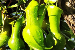 02-Botanischer-Garten-Potsdam-H