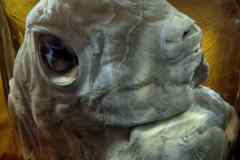 02-Naturkunde-Museum-H