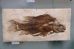 04-Naturkunde-Museum-J