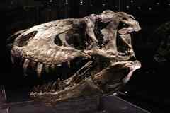 09-Naturkunde-Museum-J