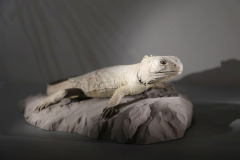 24-Naturkunde-Museum-J