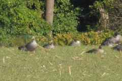 02-Schmergow-Erdloecher-300925-B 02-Schmergow-Erdloecher-300925-B