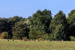 24-Schmergow-Erdloecher-300925-AM 24-Schmergow-Erdloecher-300925-AM