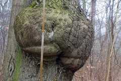 IMG-20210312-WA0004