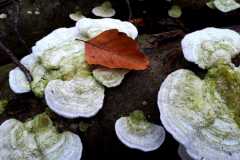 IMG-20210312-WA0005