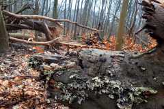 IMG-20210312-WA0006