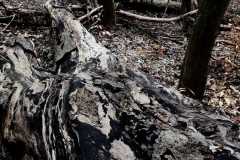 IMG-20210312-WA0007