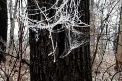 IMG-20210312-WA0009