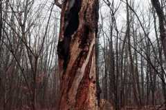 IMG-20210312-WA0010