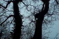 IMG-20210312-WA0012