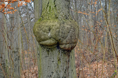 Baumpo