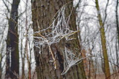 Spinnennetz